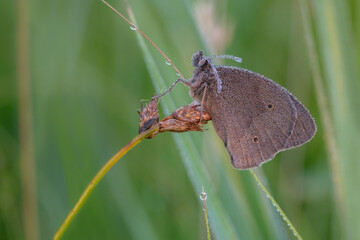 Ochsenauge-Schmetterling