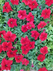 Many red beautiful petunia flowers with green foliage