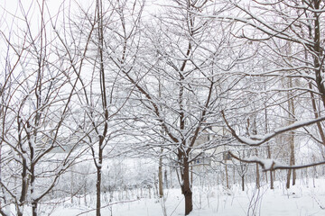 Snow over the trees in the garden - winter scenary