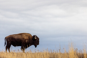 Bison debout dans l& 39 herbe avec ciel nuageux en arrière-plan