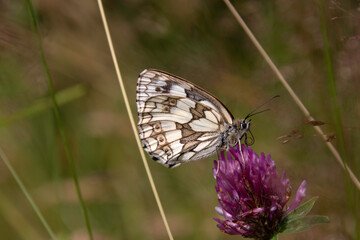 Marble white butterfly on a flower