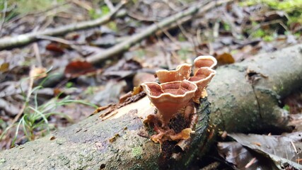 31.	Most polypores are edible or at least non-toxic. Bracket fungi, or shelf fungi produce shelf-...