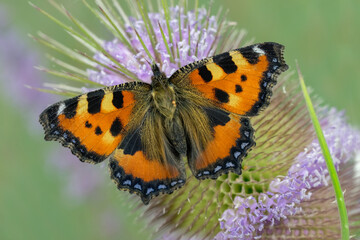 Kleiner Fuchs-Schmetterling