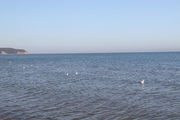 seagulls on the sea, blue see and sky