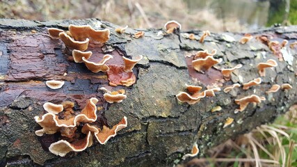 Most polypores are edible or at least non-toxic. Bracket fungi, or shelf fungi produce shelf- or...