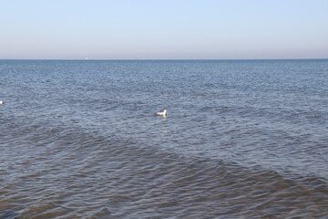 Fototapeta na wymiar seagulls on the sea, blue see and sky
