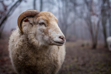 Tup mammal in the forest