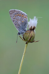 Hauhechel-Schmetterling