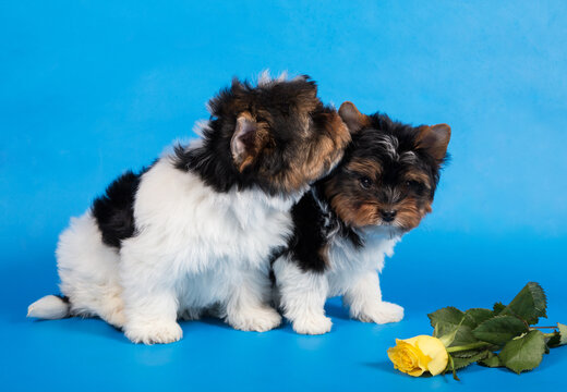 Two Beaver yorkshire terrier puppies on a blue background next to a yellow rose.