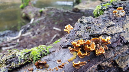 Most polypores are edible or at least non-toxic. Bracket fungi, or shelf fungi produce shelf- or bracket-shaped or occasionally circular fruiting bodies called conks. They are mainly found on trees