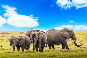African elephants in Amboseli National Park. Kenya, Africa. Wild nature landscape. Safari in Africa