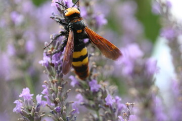 SCOLIE à front jaune - femelle