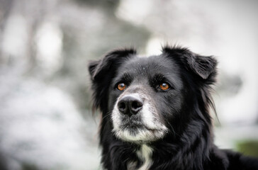 border collie portrait neige