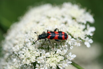 TRICHODE  
ALVEARIUS