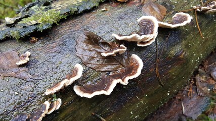 31.	Most polypores are edible or at least non-toxic. Bracket fungi, or shelf fungi produce shelf- or bracket-shaped or occasionally circular fruiting bodies called conks. They are mainly found on tree