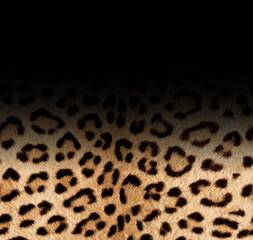 Obraz premium Seamless leopard pattern, leopard texture, animal print