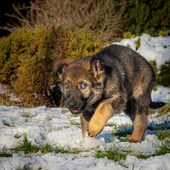 A nine weeks old German Shepherd puppy is looking straight into the camera. Snow in the background