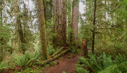Quinault Rainforest, Olympic National Park, USA