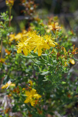 Hypericum perforatum, also known as St John's wort, is a flowering plant species of the genus Hypericum and a medicinal herb 