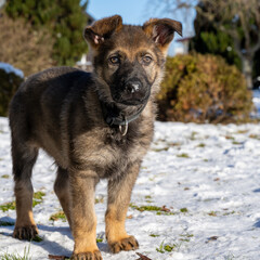 A ten weeks old German Shepherd puppy play in the snow and look at the camera. Green grass and snow in the background