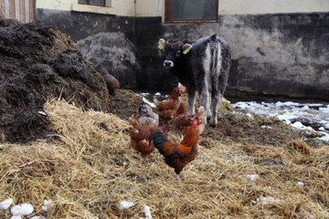 Hühner auf einem Misthaufen auf einem Bauernhof