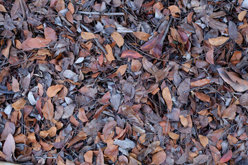 Dry leaves in the tropical forest . Brown abstract background.
