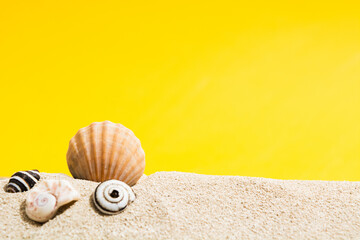 Sea shells on sand with yellow background with copy space. Closeup view