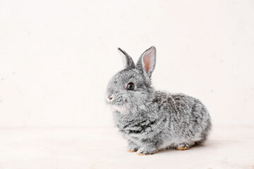 Cute funny rabbit on light background