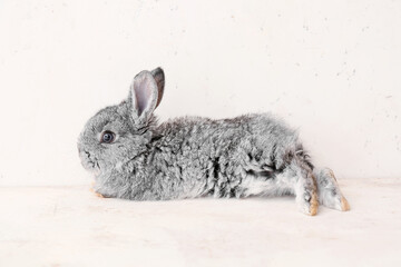 Obraz premium Cute funny rabbit on light background