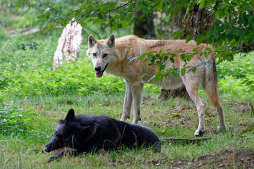Fototapeta premium Loups