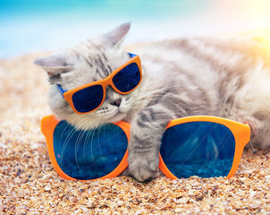 Siamese cat in sunglasses lying with its paw on large sunglasses on the beach. The cat is enjoying the summer. Vacation concept