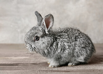 Cute funny rabbit on table against grey background
