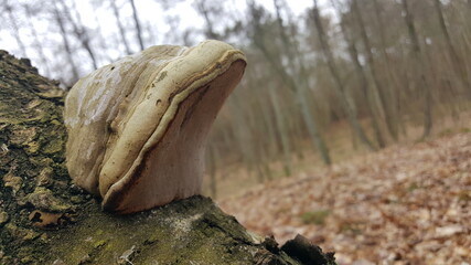 Fungus on a tree, polypore fungus