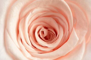 Beautiful pink rose background. Top view. Pastel color style