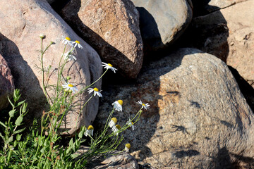 murky and tender view for natural background