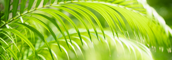 Abstract blurred of green leaf nature using as background natural plants, ecology cover page concept.