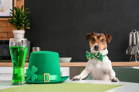 Cute dog with green hat and glass of beer at home. St. Patrick's Day celebration