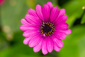 Obraz premium Purple Daisies