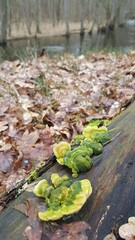 Most polypores are edible or at least non-toxic. Bracket fungi, or shelf fungi produce shelf- or bracket-shaped or occasionally circular fruiting bodies called conks. They are mainly found on tree