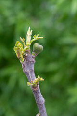 young spring bud on fig branch