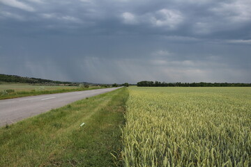 Obraz premium green wheat in the steppe under rain clouds