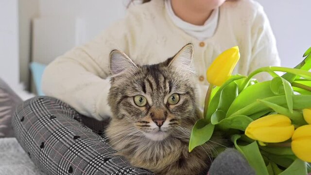Little girl with a bouquet of bright tulips and a fluffy cat. Flowers for mom on Women's Day on March 8 or Mother's. Day Gift for mom. Child and cat. FullHD footage