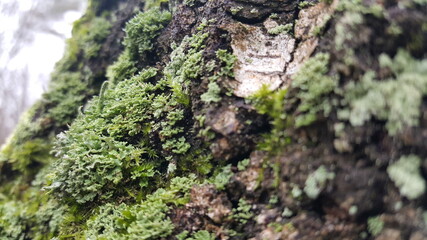 Close up of Cyan lichen and other lichens and moss