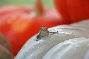Eastern Gray Tree Frog hangs on to a wet Gray pumpkin.