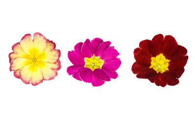 red yellow pink primrose flower isolated on a white background top view