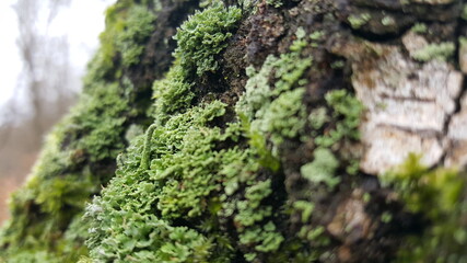 Dense and lush forest moss and lichen growing on a tree