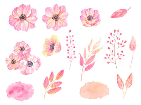 watercolor elements for design. anemones watercolor © dariautumn