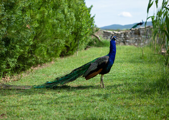 Obraz premium peacock in the park