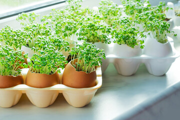 planting seedlings in eggshells and growing useful micro-greenery at home