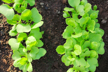 young plantings of radishes. the first spring vegetables in the garden. growing organic food